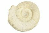 Bajocian Ammonite (Procerites) Fossil - France #249042-1